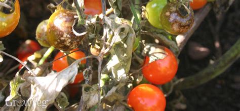 Blight Resistant Tomato Varieties Worth Growing