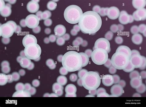 Human Cells Background Science And Medical Background Stock Photo Alamy