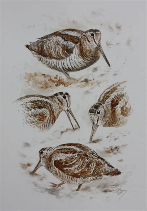 Dominique Pizon Art à Thème Oiseau Dessin Oiseau Art Des Animaux