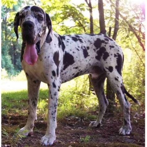 The great dane does not bark much and only becomes aggressive when the circumstances require ramba and runa nuo grazuciu (lkd), great dane puppies at 3 months old from lithuania. Vom Hause Faith European Great Danes, Great Dane Breeder ...