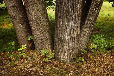 Tree Trunks Photograph By Donald Erickson Fine Art America