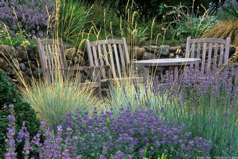 Blue Oat Grass Summer Dry Celebrate Plants In Summer Dry Gardens