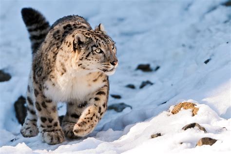 Creating A Vast Conservation Corridor For The Snow Leopard Rainforest