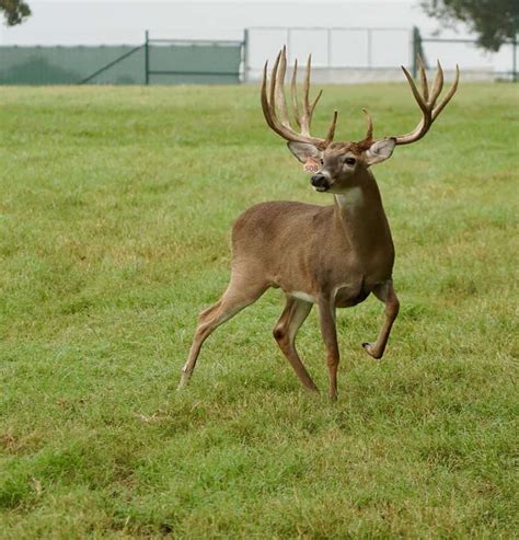 M3 Whitetails Mcdaddy Breeder Buck Deer Breeder In Texas