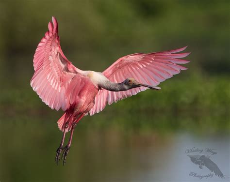 Roseate Spoonbill Landing Roseate Spoonbill Fire Bird Bird Photography