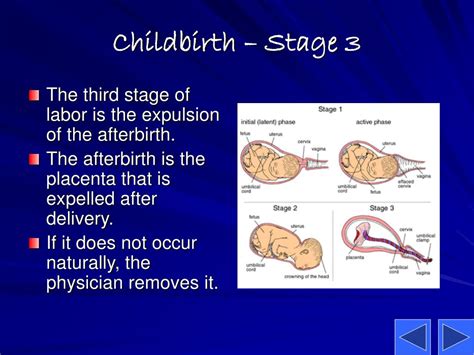 Ppt Conception Pregnancy And Childbirth Powerpoint Presentation Id