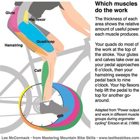 Muscles Used On Riding A Bicycle Fahrradfitness Mountainbike
