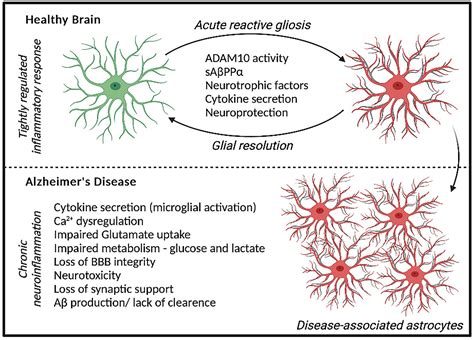 Frontiers The Role Of Adam In Astrocytes Implications For