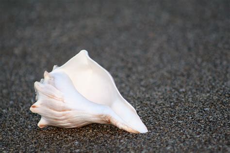 1280x800 Wallpaper White Conch Shell Peakpx