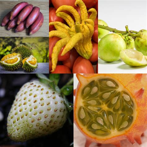 Las Plantas Y Sus Usos Estas Son Las 10 Frutas Más Exóticas Y