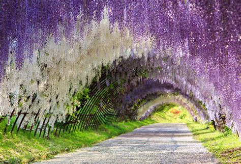 The Great Wisteria Flower Arch Kawachi Fuji Garden Kitakyūshū Japan