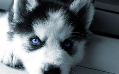 Baby Husky Wallpapers Top Free Baby Husky Backgrounds Wallpaperaccess