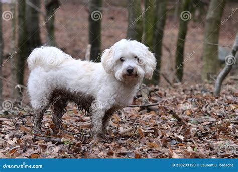 Dirty White Maltese Dog Bichon Stock Photo Image Of Facing Maltese