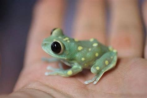 Cute Cute Baby Animals Baby Animals Cute Frogs