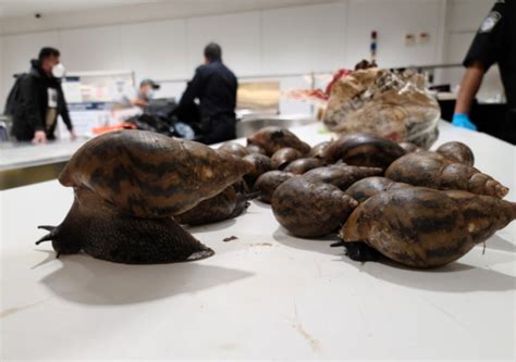 Snails prɛkɛsɛ other stuff seized by US Customs at JFK Airport from