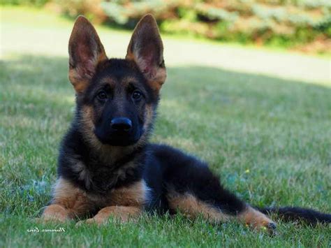 All pups are vet checked we currently have german shepherd puppies for sale! German Shepherd Puppies Michigan | PETSIDI