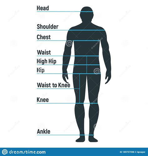 Male Size Chart Anatomy Human Character People Dummy