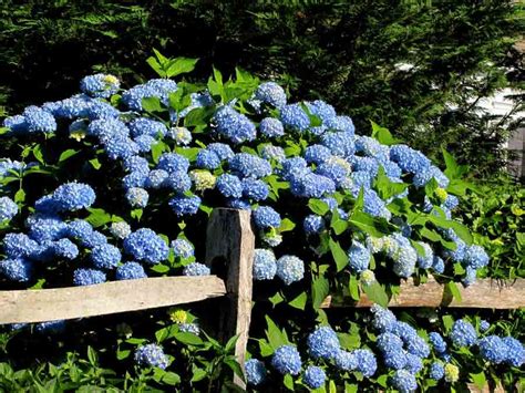 It offers a rustic look and is one of the easiest fences to build. blue hydrangeas and a split rail fence | Hydrangea, Blue ...