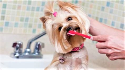 How To Brush A Dogs Teeth Cleaning Your Dogs Teeth Dogly