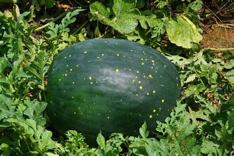 Moon And Stars Watermelon Photograph By Kathryn Meyer