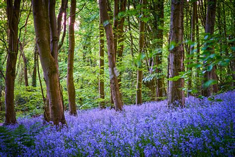 Bluebells In Woodland Stock Photo Download Image Now Bluebell Wood