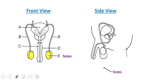 Human Male Reproductive System Youtube