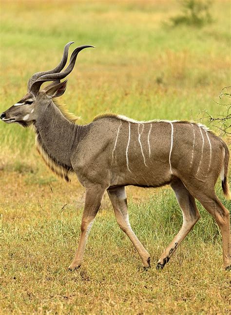 List African Animals With Horns 317 Best Images About Bucks On