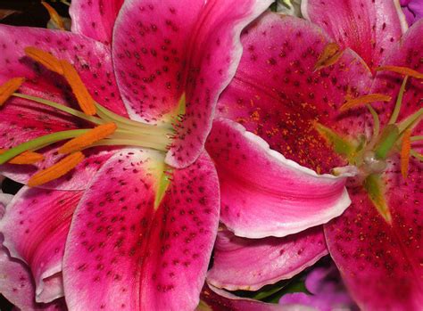 France National Flower Stylized Lily Fleur De Lis Pictures