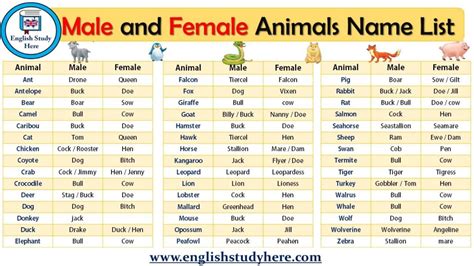 Domestic Animals Names In English English Study Here
