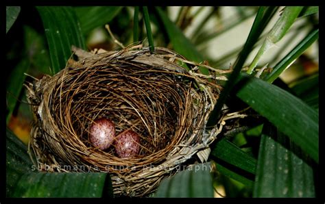 Nightingales Nest Regards S U B U Flickr