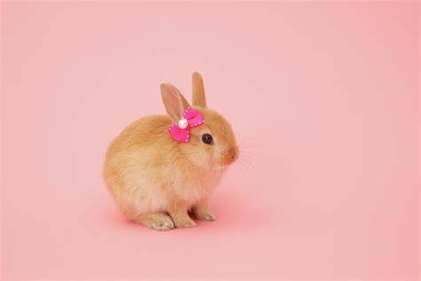 Rabbit On Pink Background Photograph By Mash