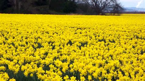 Huge Field Of Yellow Daffodils Panoramic Zoom Youtube