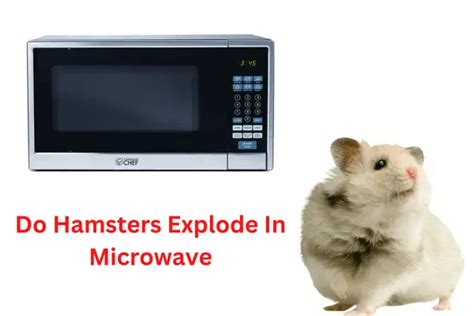 Do Hamsters Explode In Microwave Must Know To Save Your Pet