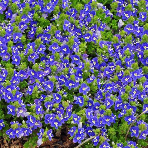 Ground Covers For Suppressing Weeds Great Garden Plants Blog
