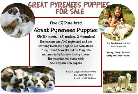 Puppy For Sale Flyer Templates