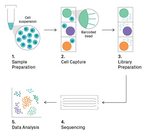 How Single Cell Sequencing Works Azenta Life Sciences