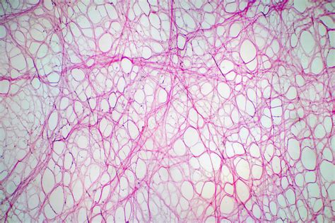 Areolar Connective Tissue Light Micrograph Stock Image F