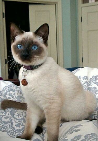 Traditional Applehead Siamese Cats And Kittens Breeder Diane Dunaway