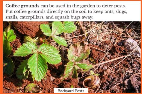 Coffee Grounds Deter These 14 Pests And 1 Pest They Attract