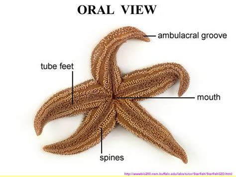 Starfish Dissection Lab