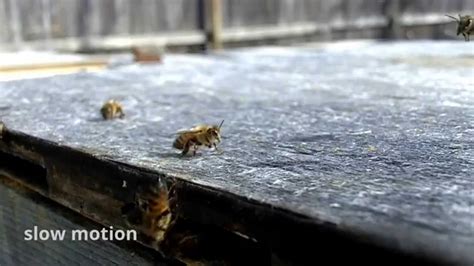 Api Slow Motion Bees Hd Youtube