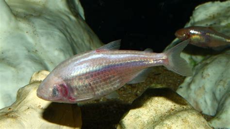 Israelis Find How Eyeless Fish Navigates The Times Of Israel