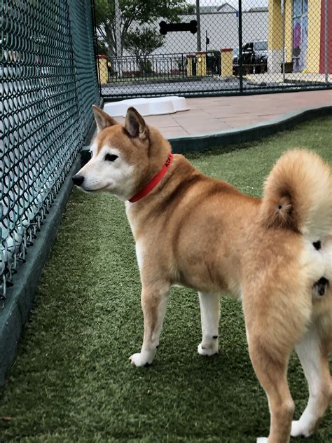 Adopted Roxy 10 Yr Old Red Female Shiba Inu Shiba Inu Rescue Of