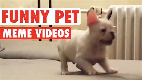 Funny Pet Meme Video Compilation 2016 Youtube