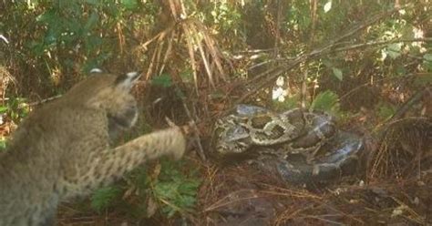Unprecedented Video Shows Invasive Burmese Python Defending Nest Of