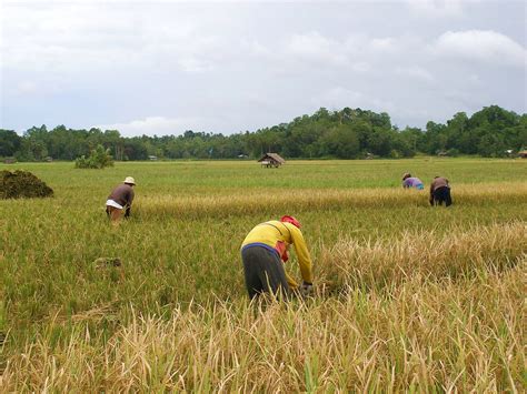 Rice Harvest Workers Harvesting Rice Philippines Ronnie Flickr