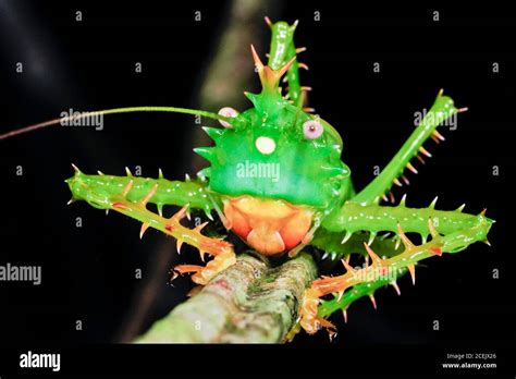 Spiny Katydid Panacanthus Cuspidatus Tettigoniidae Yasunì National