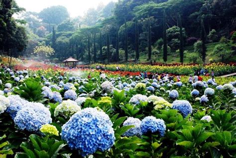 3 taman bunga terindah di indonesia pesonanya bikin lupa pulang saluran8