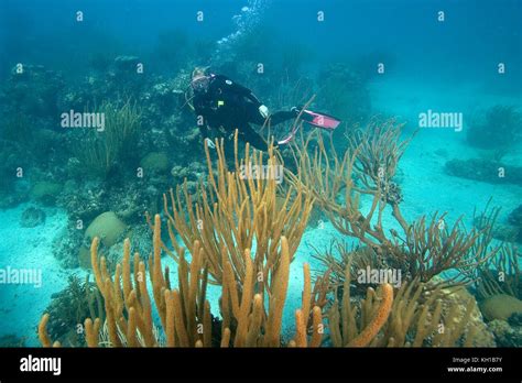 Scuba Diver Florida Keys National Marine Sanctuary Stock Photo Alamy