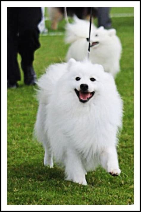 Japanese Spitz Are You Interested In This Dog Breed Pedigreedogsie
